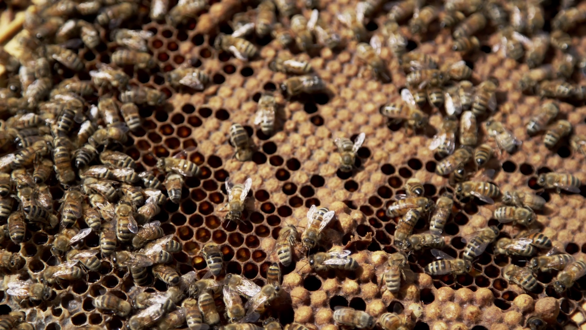 Honey Bees In Hive Macro Slow Motion Stock Footage SBV302526217