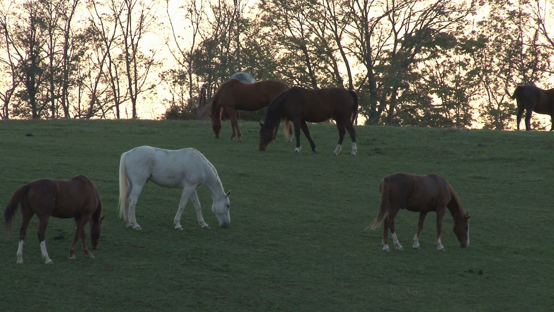 Horses On A Hill Stock Video Footage 0013 SBV300080844 Storyblocks