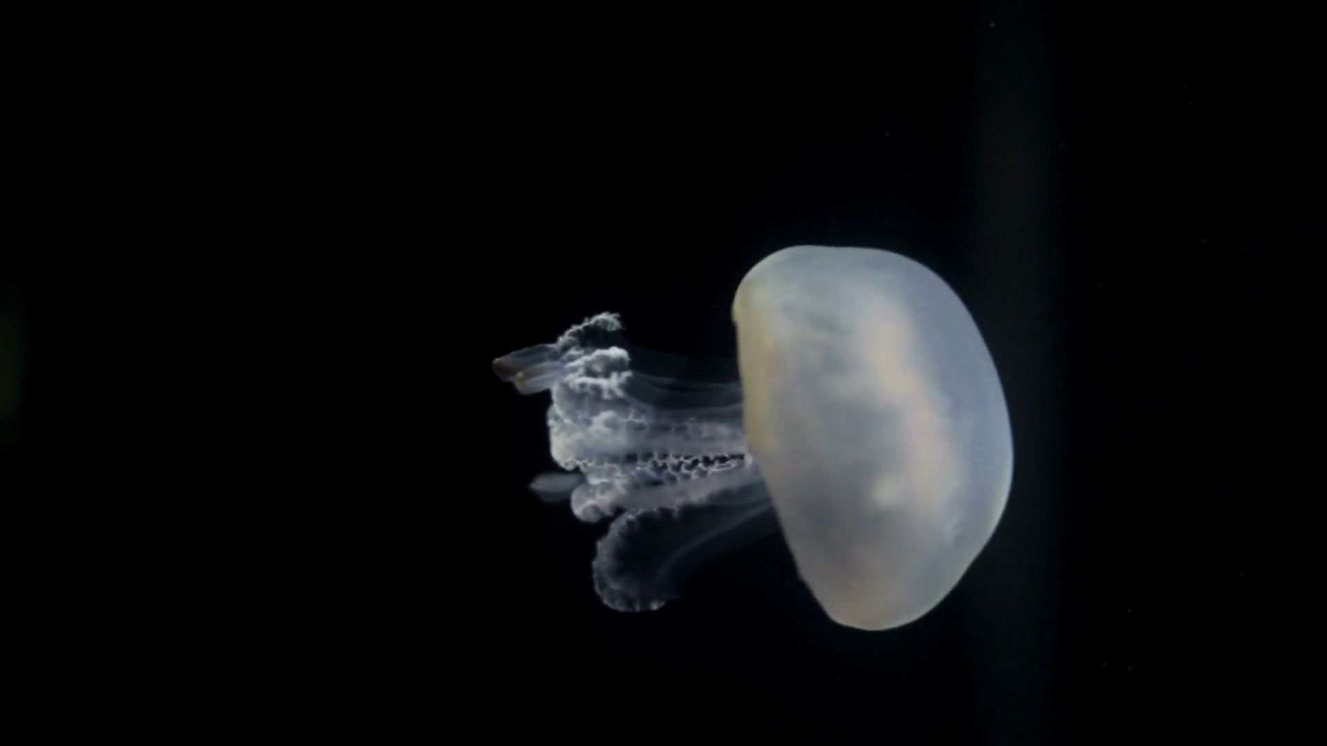 Jellyfish Floating Up Stock Video Footage 0008 SBV300184974 Storyblocks