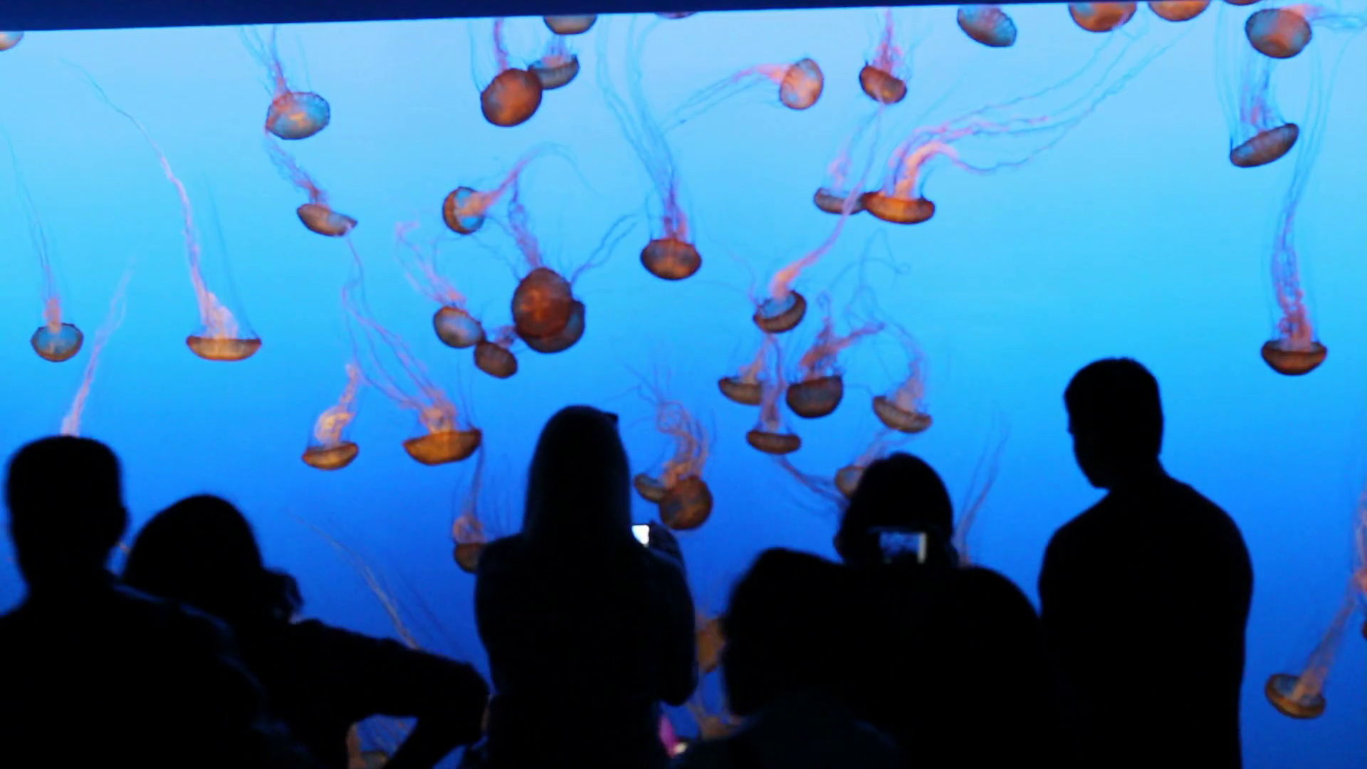 Jellyfish In Aquarium Stock Video Footage 0015 SBV300150957 Storyblocks