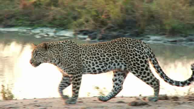 Leopard Stock Footage: Royalty-Free Video Clips - Storyblocks