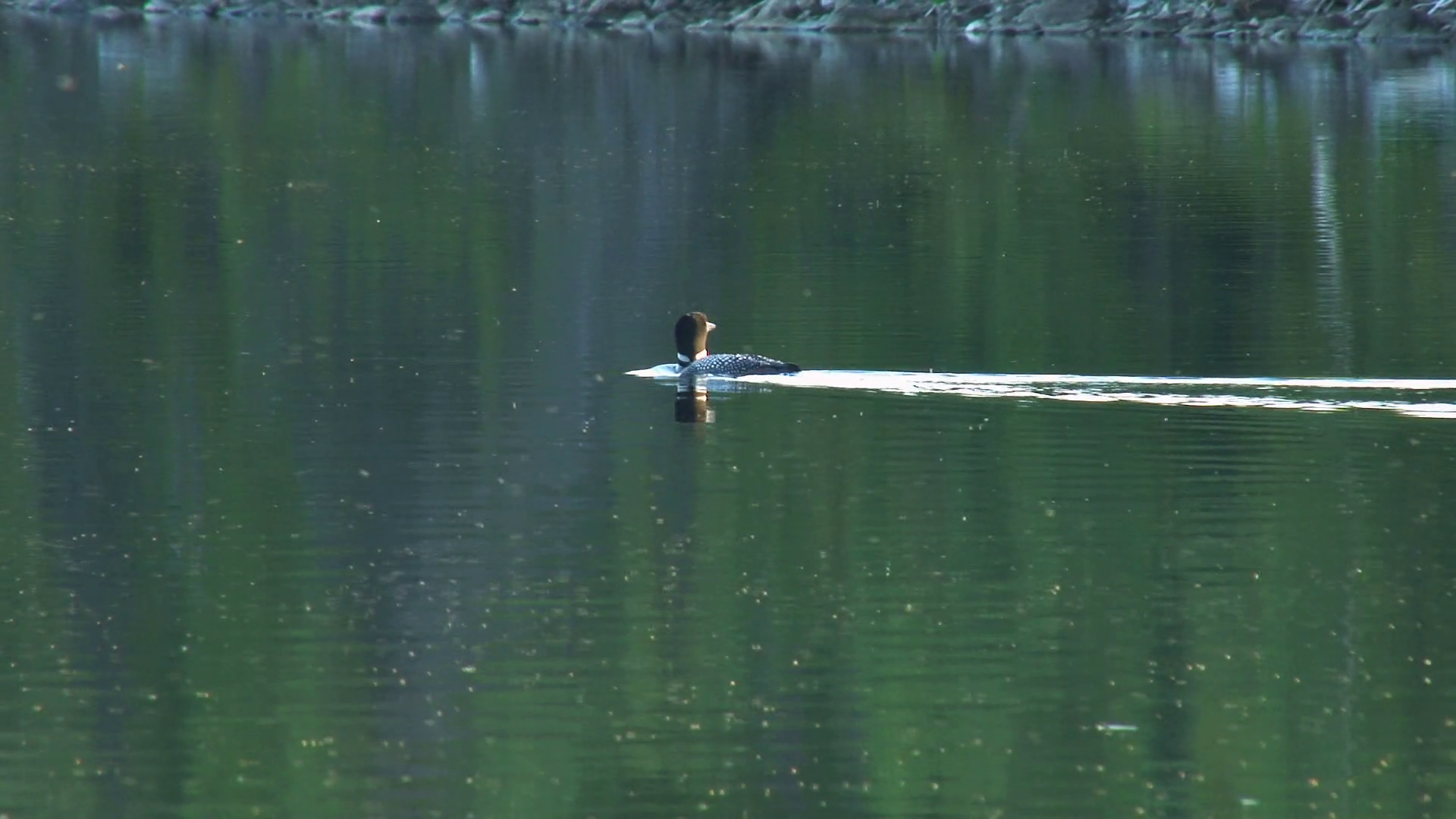 Loon Swimming Diving Stock Footage SBV300128307 Storyblocks