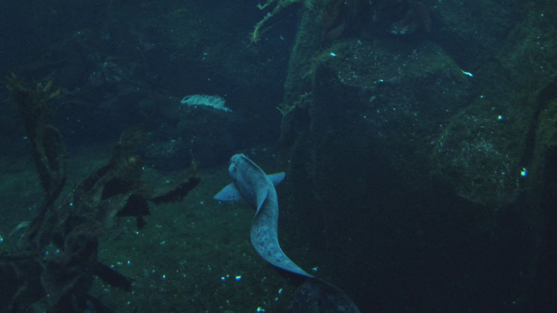 Moray Eel Swimming Away Stock Footage SBV-300125968 - Storyblocks