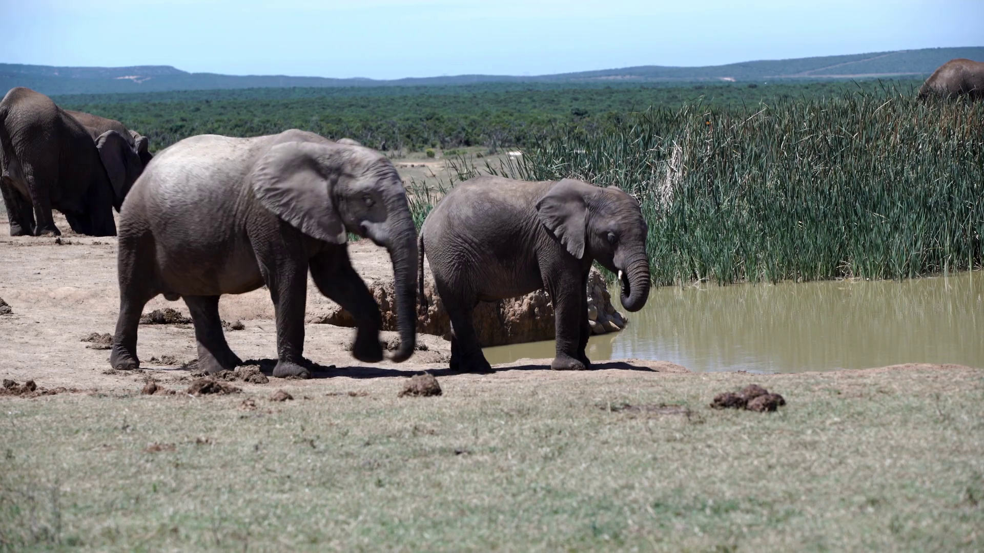 Pan From An Elephant Walking Away From The Waterpool In Addo Elephant National Park South Africa Stock Video Footage Storyblocks