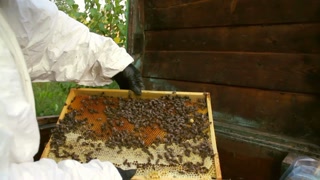 Person takes a honey comb with bees out of the hive and inspects it