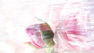 Pink rose and water loop background