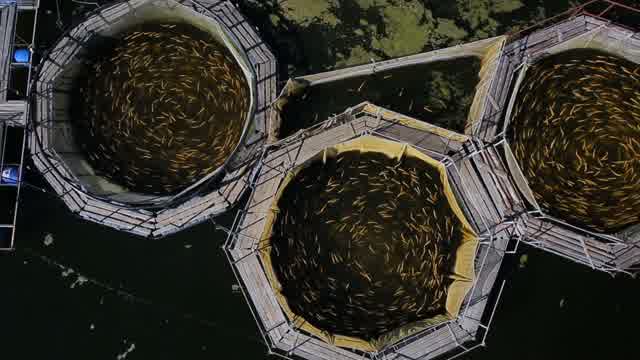 Fish Farm | Animals stock footage - Storyblocks