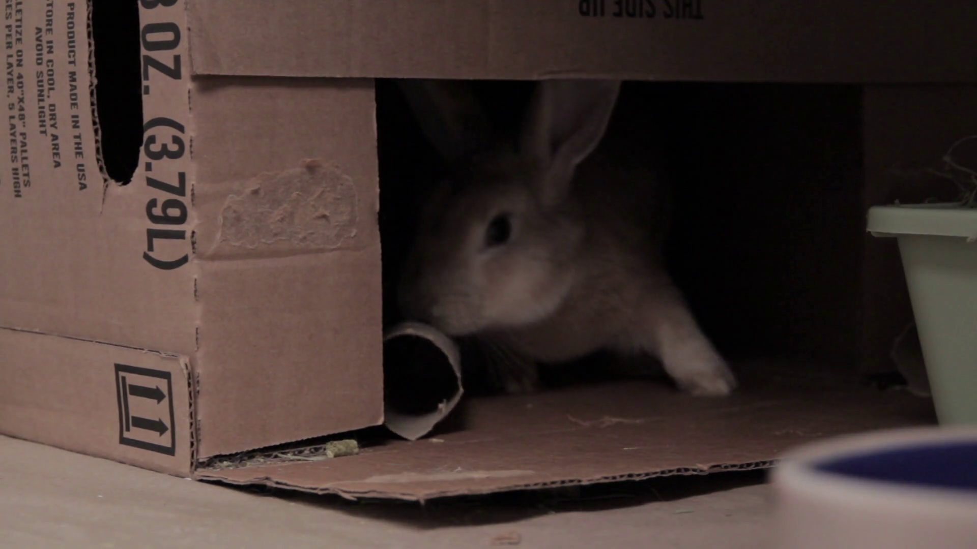 Rabbit Chewing On Cardboard Stock Video Footage 0012 SBV300105995 Storyblocks