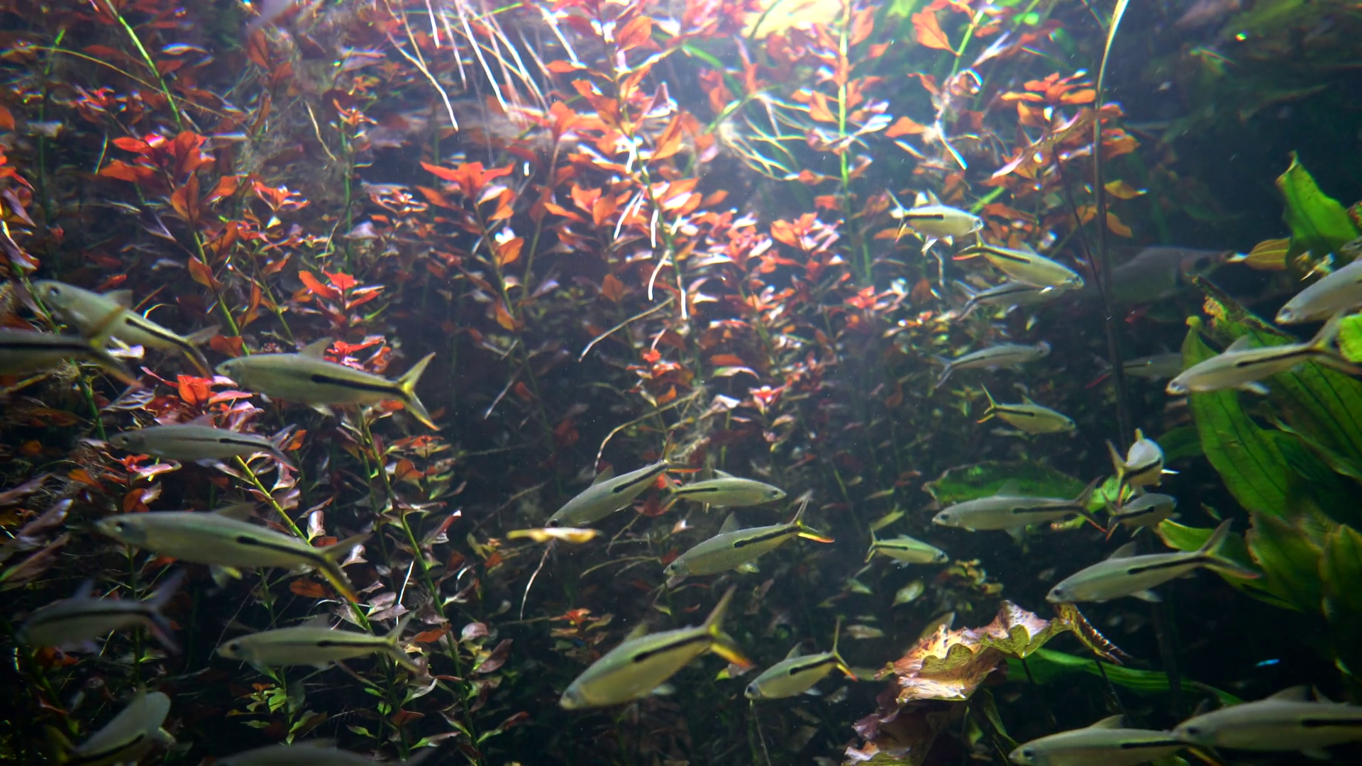 Red Tail Hemiodus Tetra (hemiodus Gracilis) Stock Footage SBV-309547057