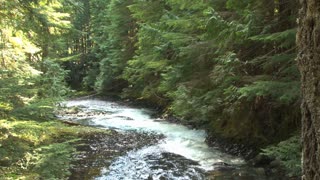 Secluded Forest Creek