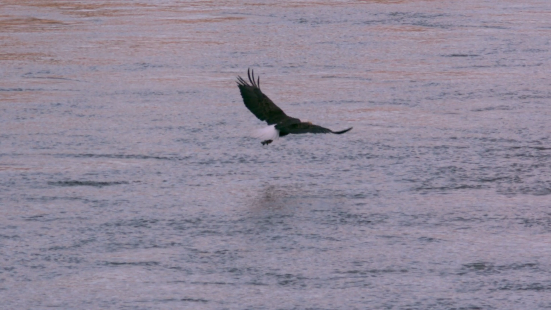 Slow Motion Bald Eagle Flying Off With Fish Stock Footage Sbv 300135457