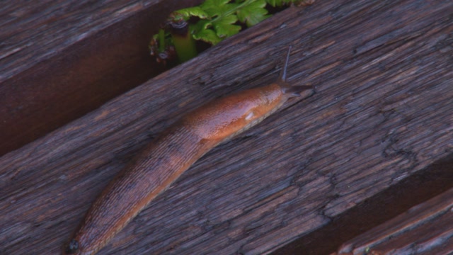Slugs | Animals stock footage - Storyblocks