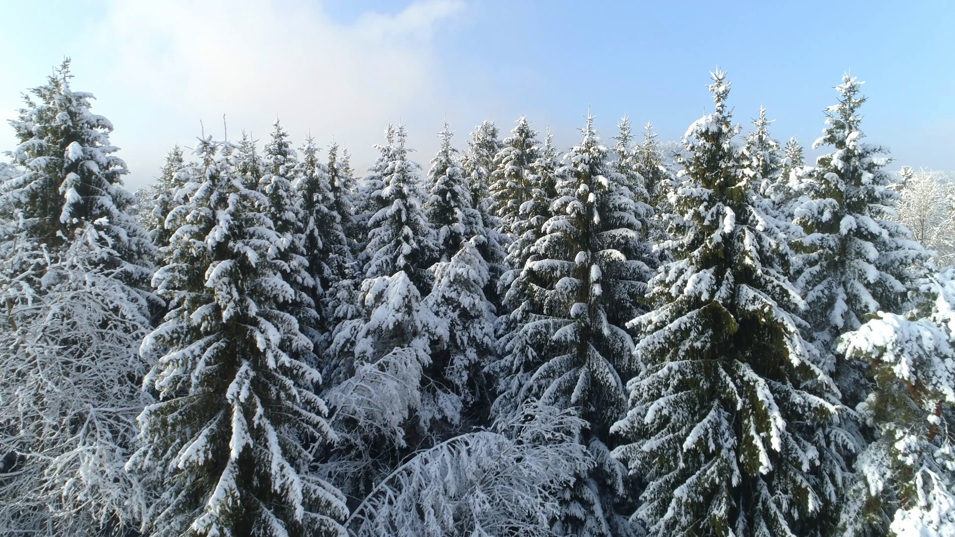 Aerial Morning Fog Rising Above Spruce Forest Covered In Snow In Sunny Winter Stock Video Footage Storyblocks