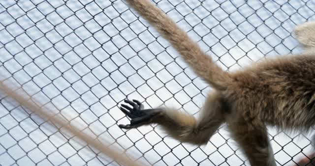 Download Royalty Free Monkey Videos - Stock Monkey Clips