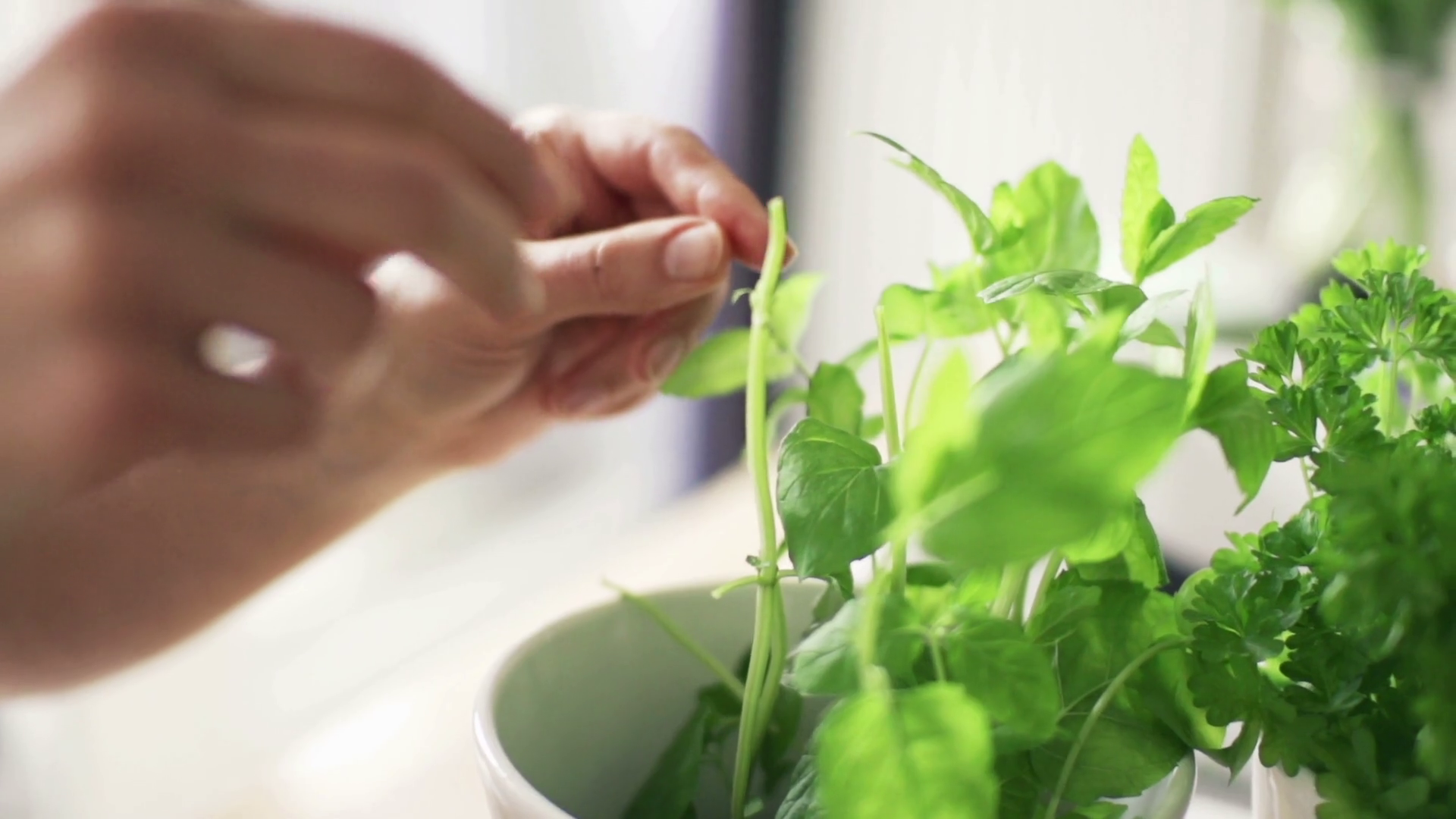 Woman picking basil leaves from plant in flowerpot, slow
