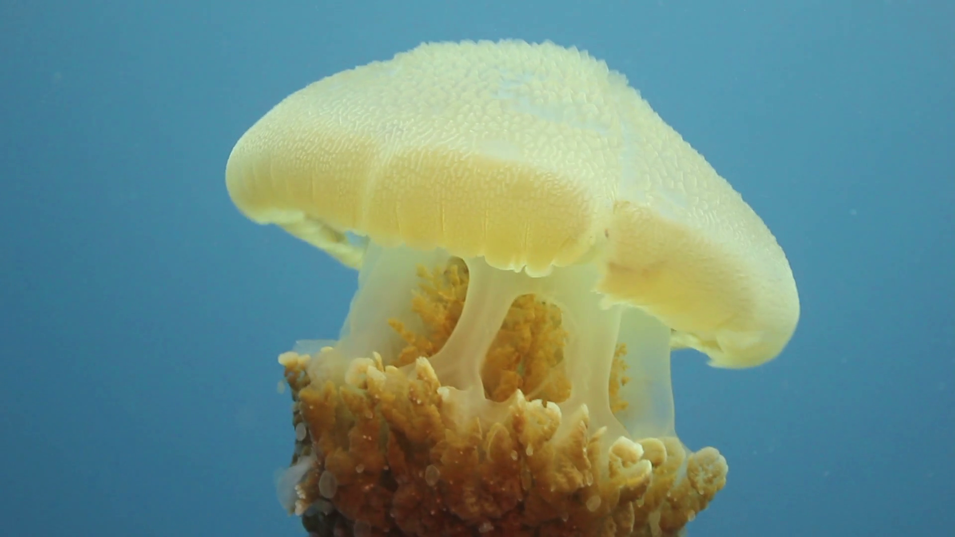 Yellow Jellyfish Heading To Surface Stock Footage SBV300105471