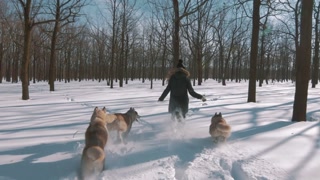 Woman jogging with Siberian Husky dogs in scenic forest, slow motion