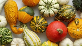 Colorful mini pumpkins on white background. Fall background. Halloween or Thanksgiving celebration