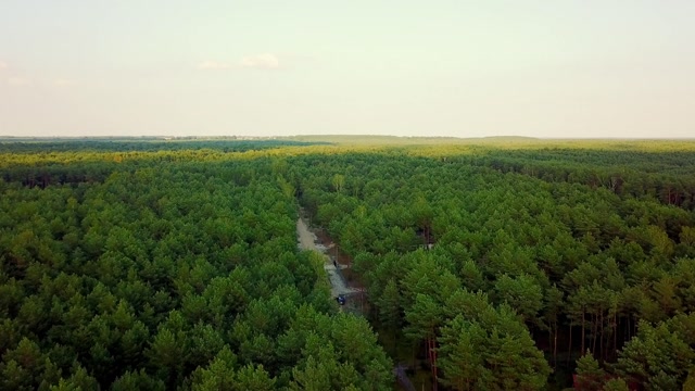 Aerial Trees Stock Footage: Royalty-Free Video Clips - Storyblocks