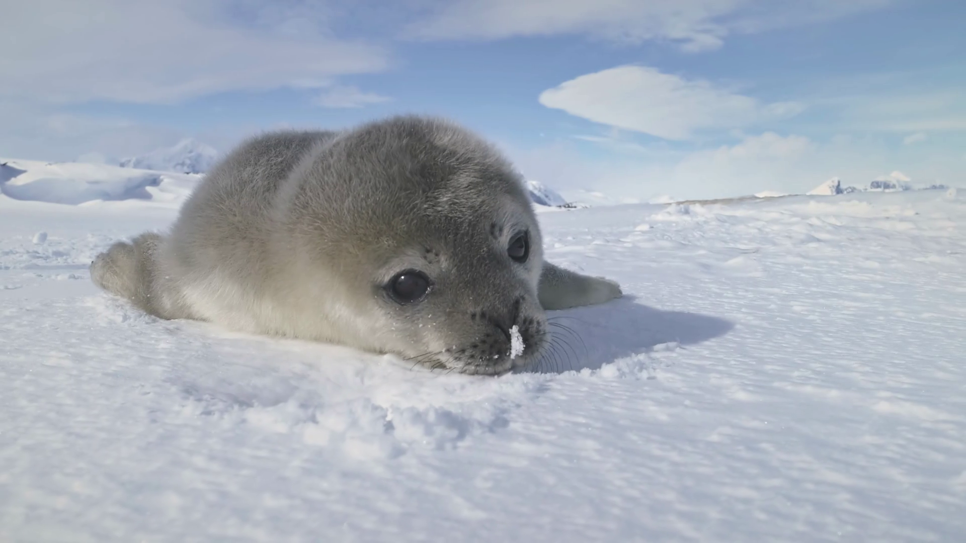 Baby Weddell Seal Close-up Antarctica Winter Stock Footage SBV ...