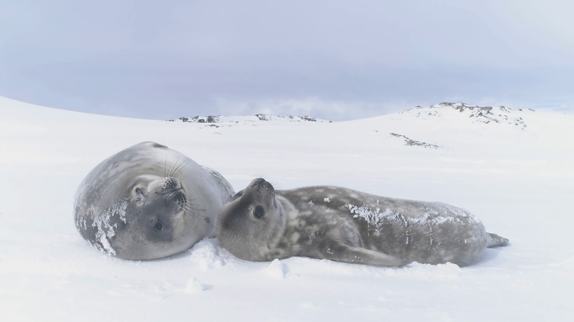 Antarctica Baby Adult Weddell Seal Muzzle Stock Footage SBV-348390470 ...