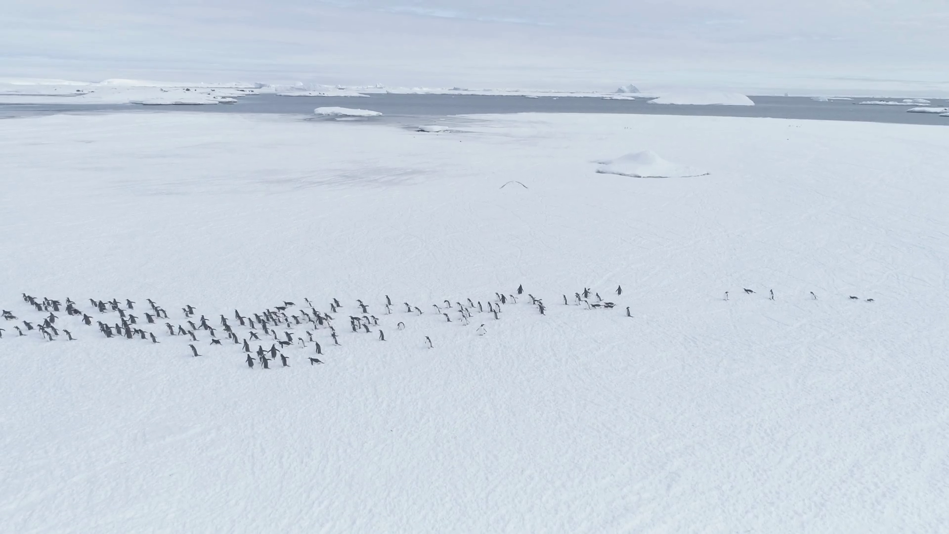 Gentoo Penguin Colony Migration Arctic Stock Footage SBV-348389676