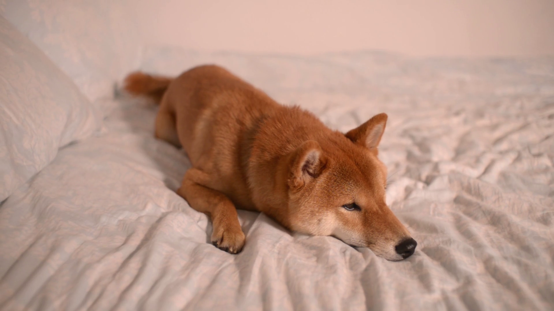 Sleepy Dog Shiba Inu Japanese Yellow Lying Stock Footage SBV320799605