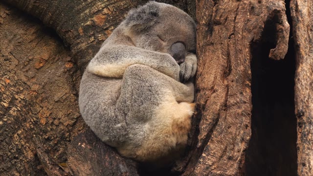 Sleeping Mom Stock Footage: Royalty-Free Video Clips