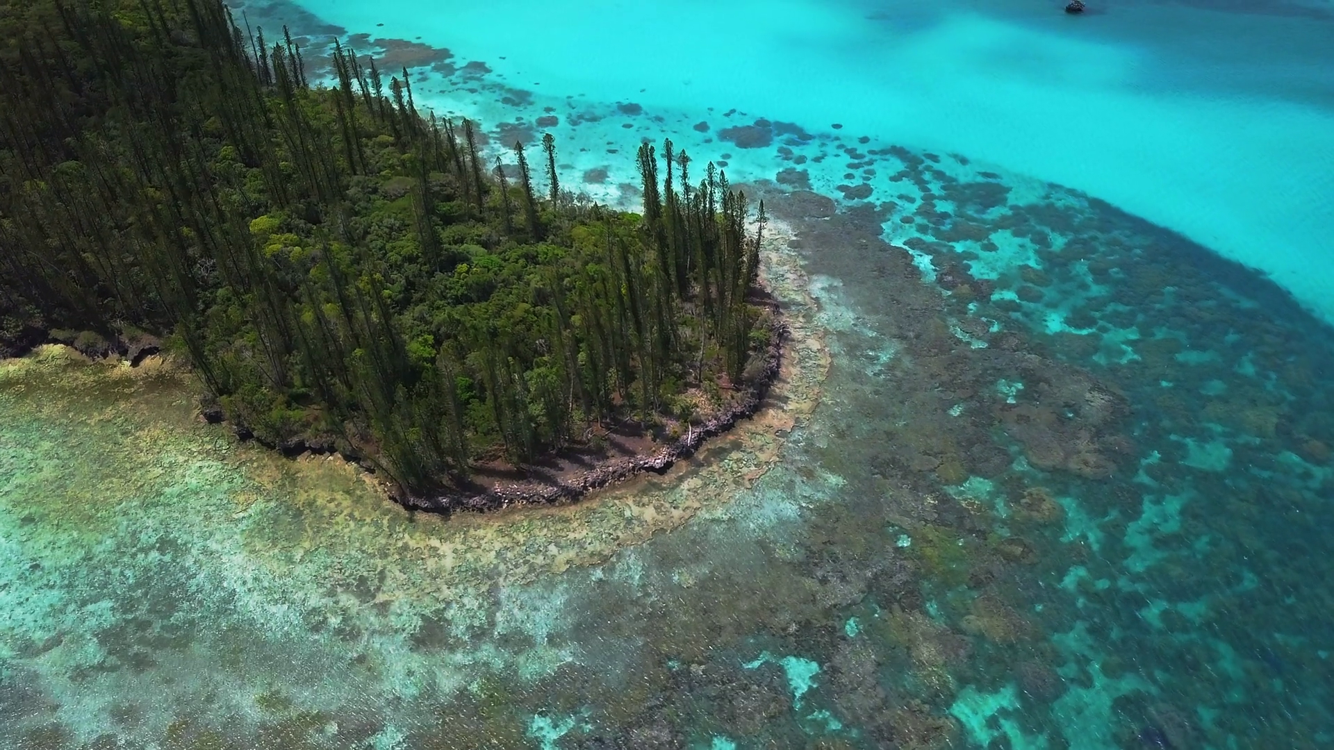 Flyover Above Endemic Pine Trees On Small Stock Footage SBV-348369187 ...