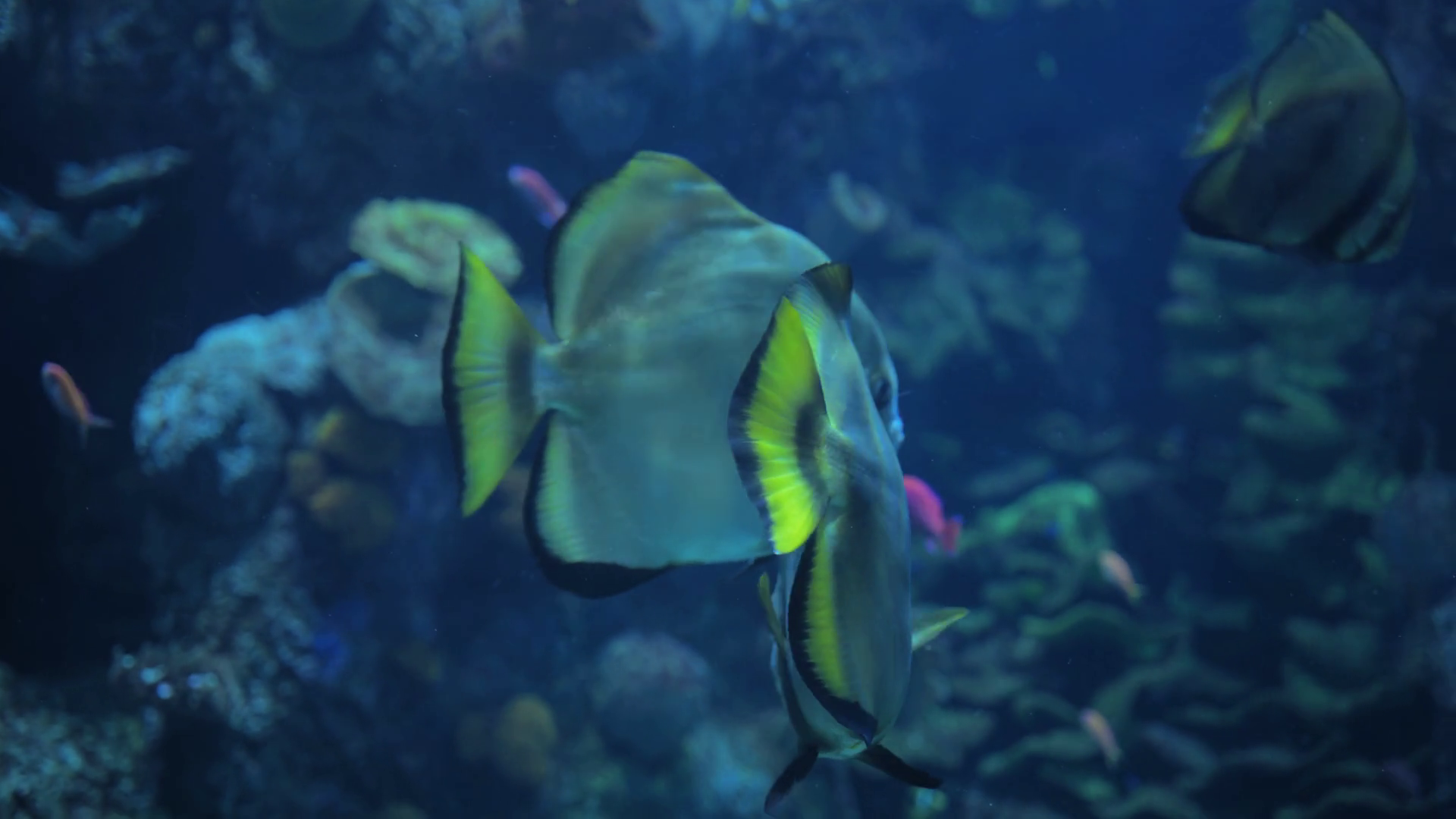 Variety Of Tropical Fish Including Orbicular Stock Footage SBV ...