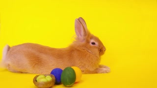 Curious calm fluffy brown rabbit sits on a yellow background, easter bunny for the holiday. Vercion 2