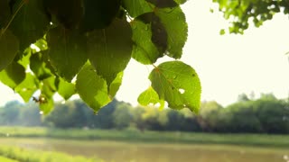 Close up shot of Green leaf with raindrops in the summer in nature develops in the wind