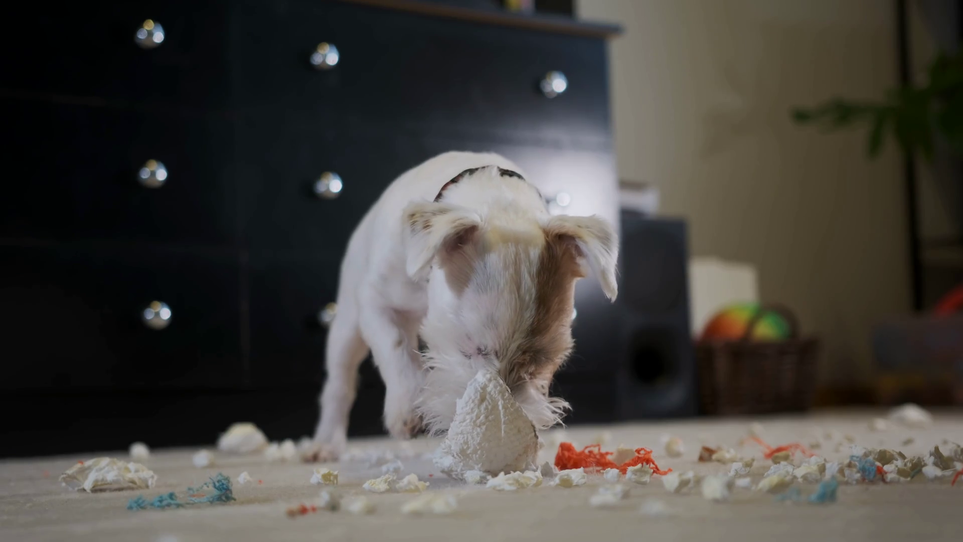Jack Russell Terrier Dog Tearing Toy Apart Stock Footage SBV347571019 Storyblocks