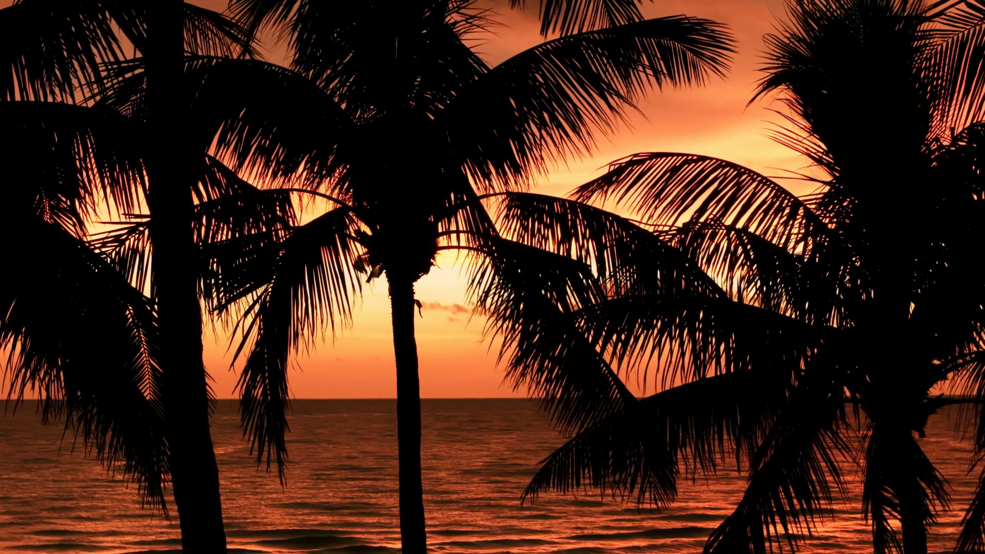 Silhouette Of Palm Trees On Beach At Sunset Stock Footage SBV-348534415 ...