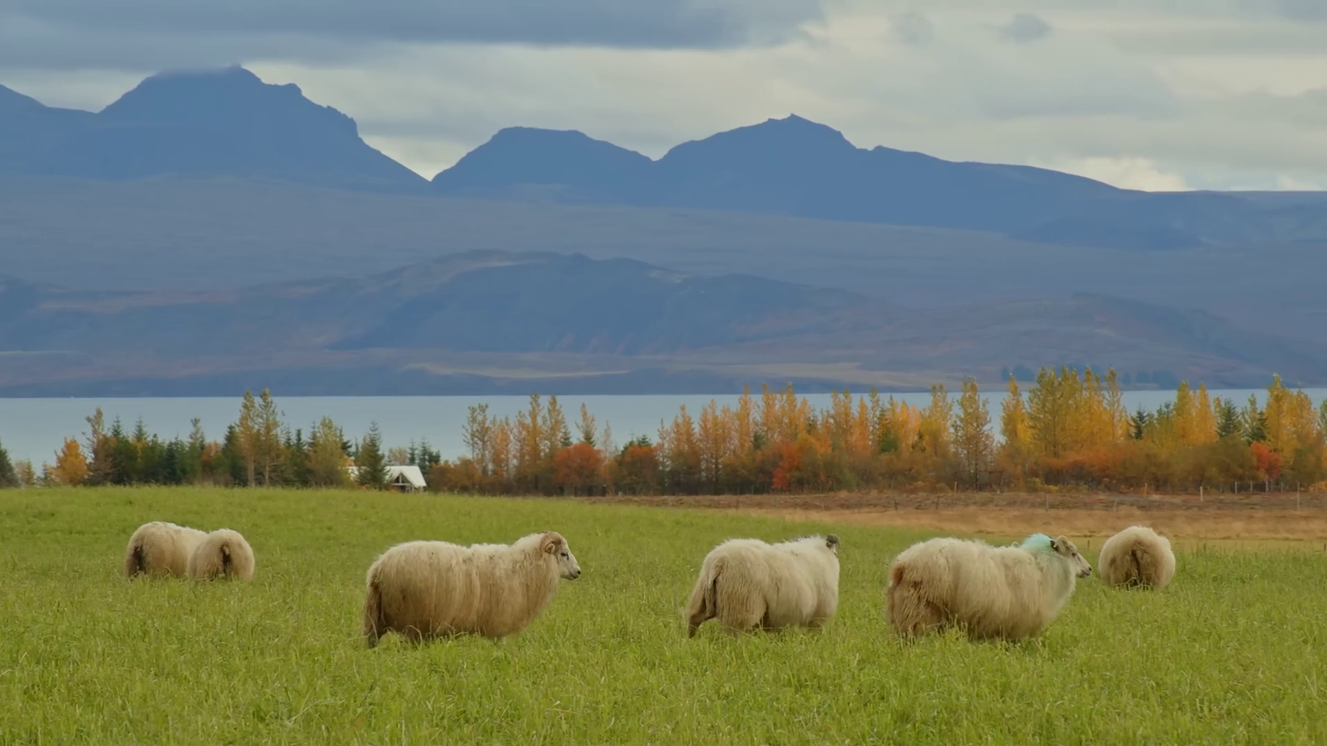Icelandic Sheep Grazing In Scenic Meadow Stock Footage SBV-353134394 ...
