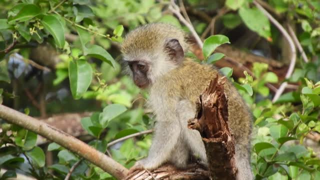 Cooking Monkey Stock Footage: Royalty-Free Video Clips - Storyblocks