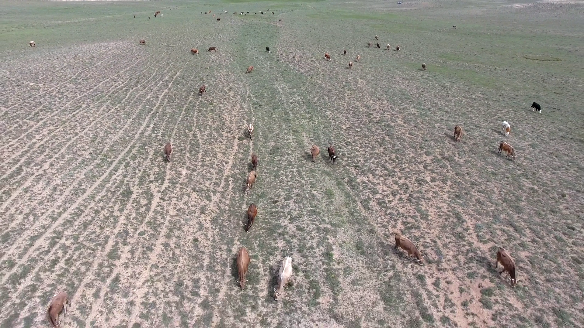 Aerial View Of Cows Grazing Livestock In Stock Footage SBV-348790908 ...