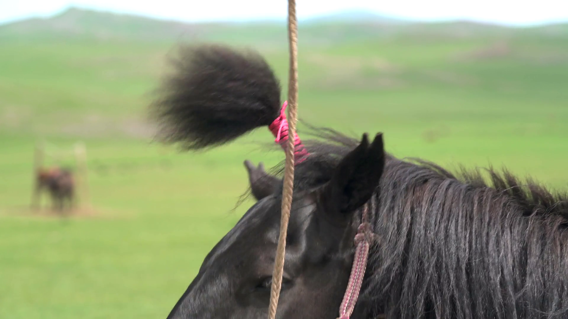 Tie a Horse Mane With a Rope Stock Video Footage 0013 SBV347082744