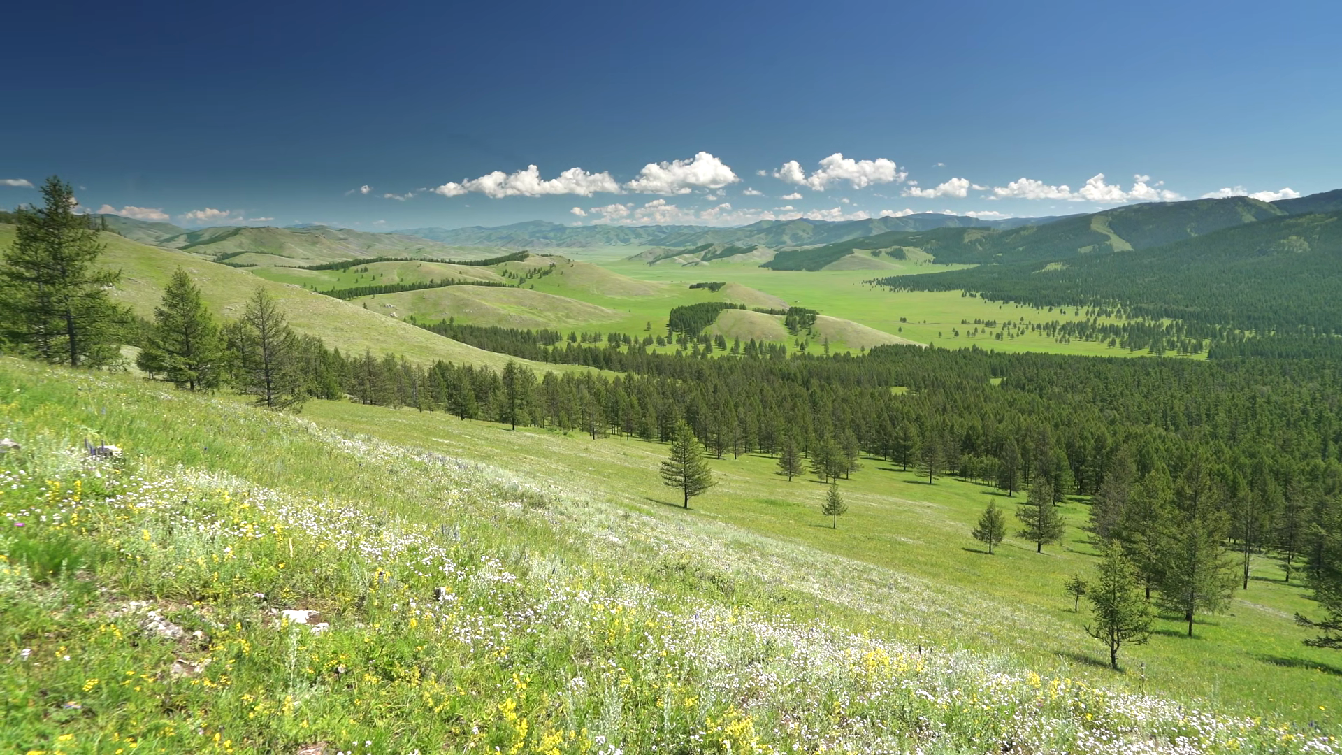 Uninhabited Untouched Forest Grasslands Stock Footage SBV-353884285 ...
