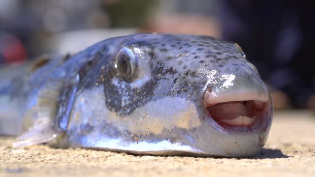 Large Mouth Bass Fish Stock Footage: Royalty-Free Video Clips - Storyblocks