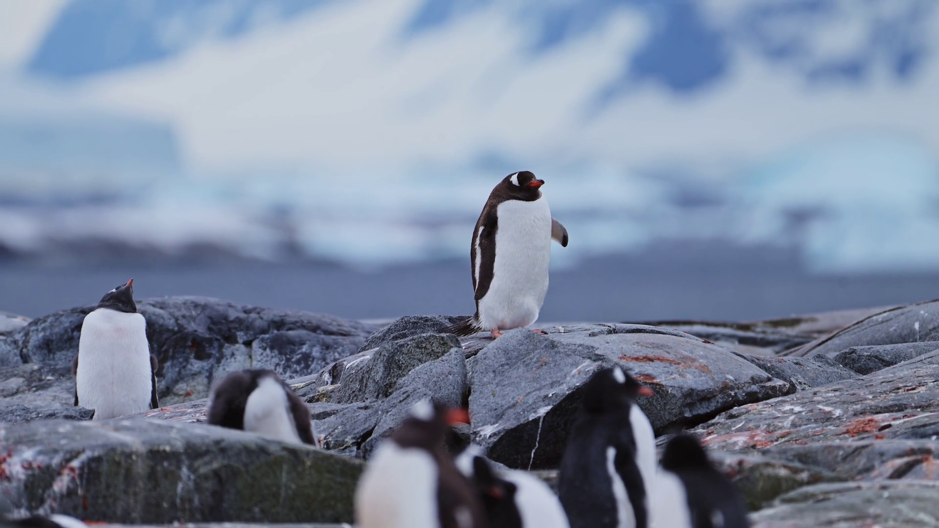 Penguin Colony Antarctica Wildlife Huddle Of Stock Footage SBV ...