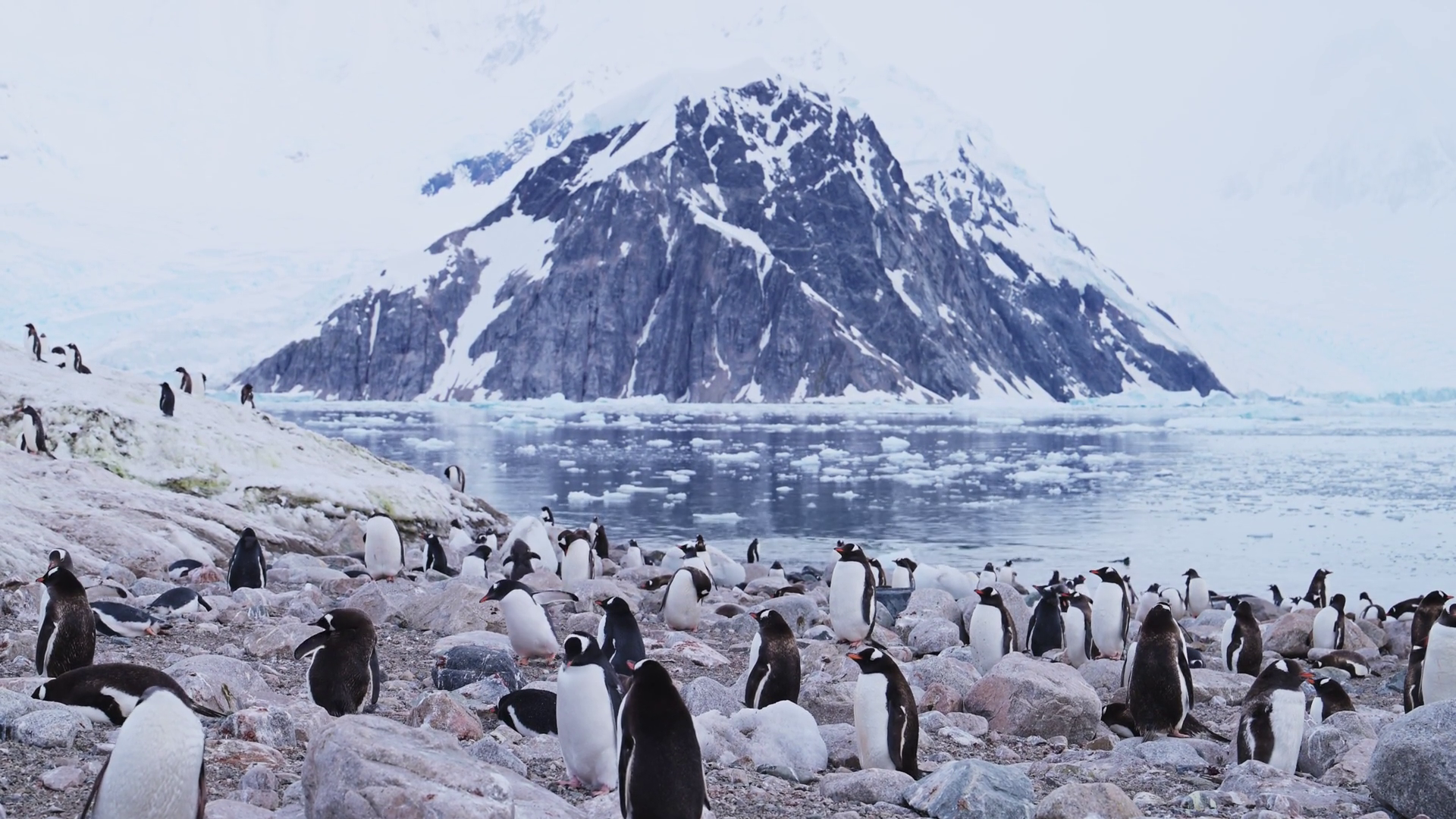 Penguin Colony On Antarctica Wildlife Trip Stock Footage SBV-352920939 ...
