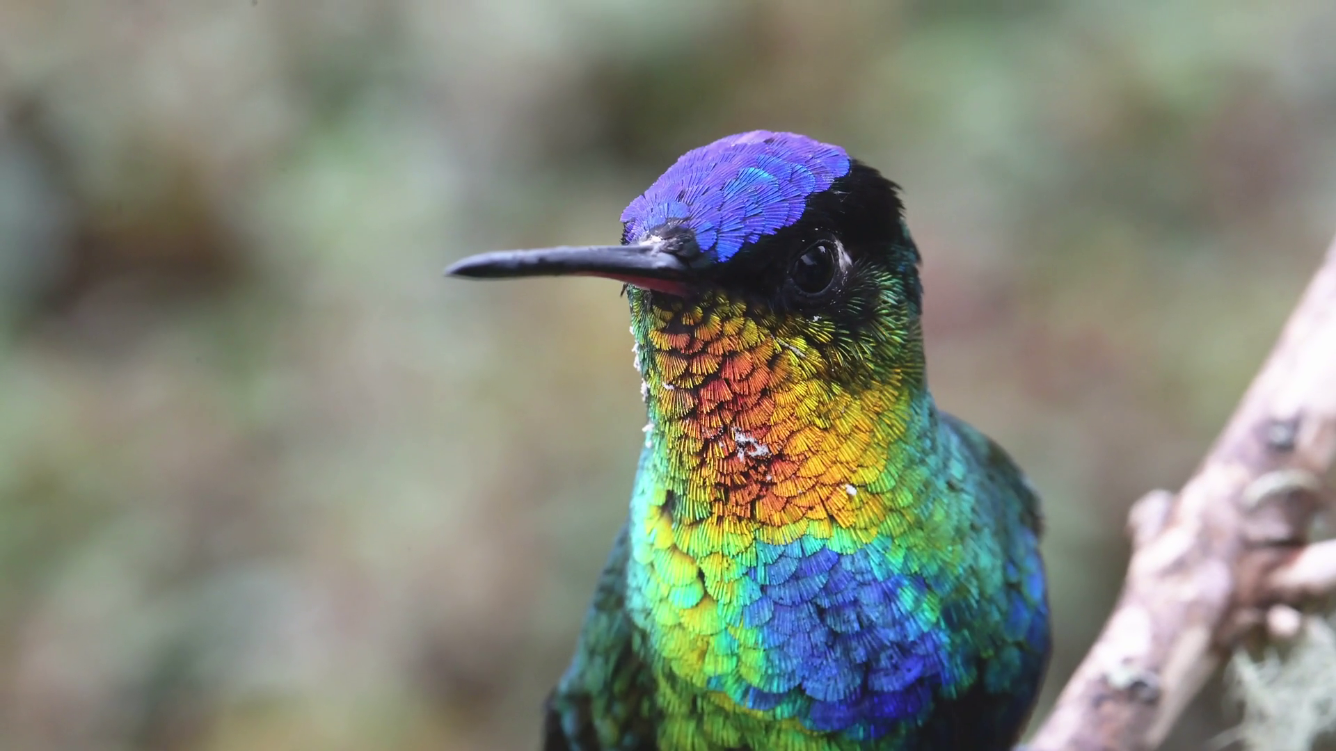 Costa Rica Hummingbird Fiery Throated Stock Footage SBV-352949064 ...