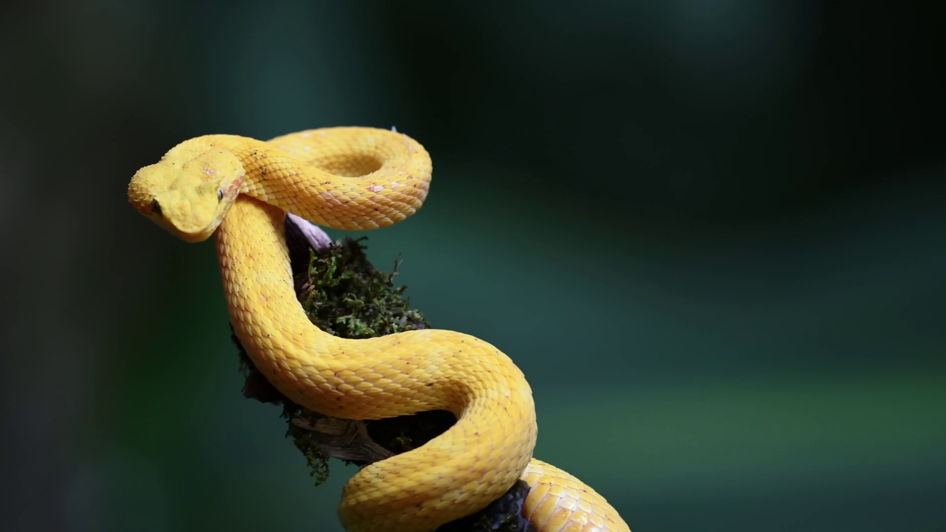 Costa Rica Wildlife Eyelash Viper Snake Stock Footage SBV-352948648 ...