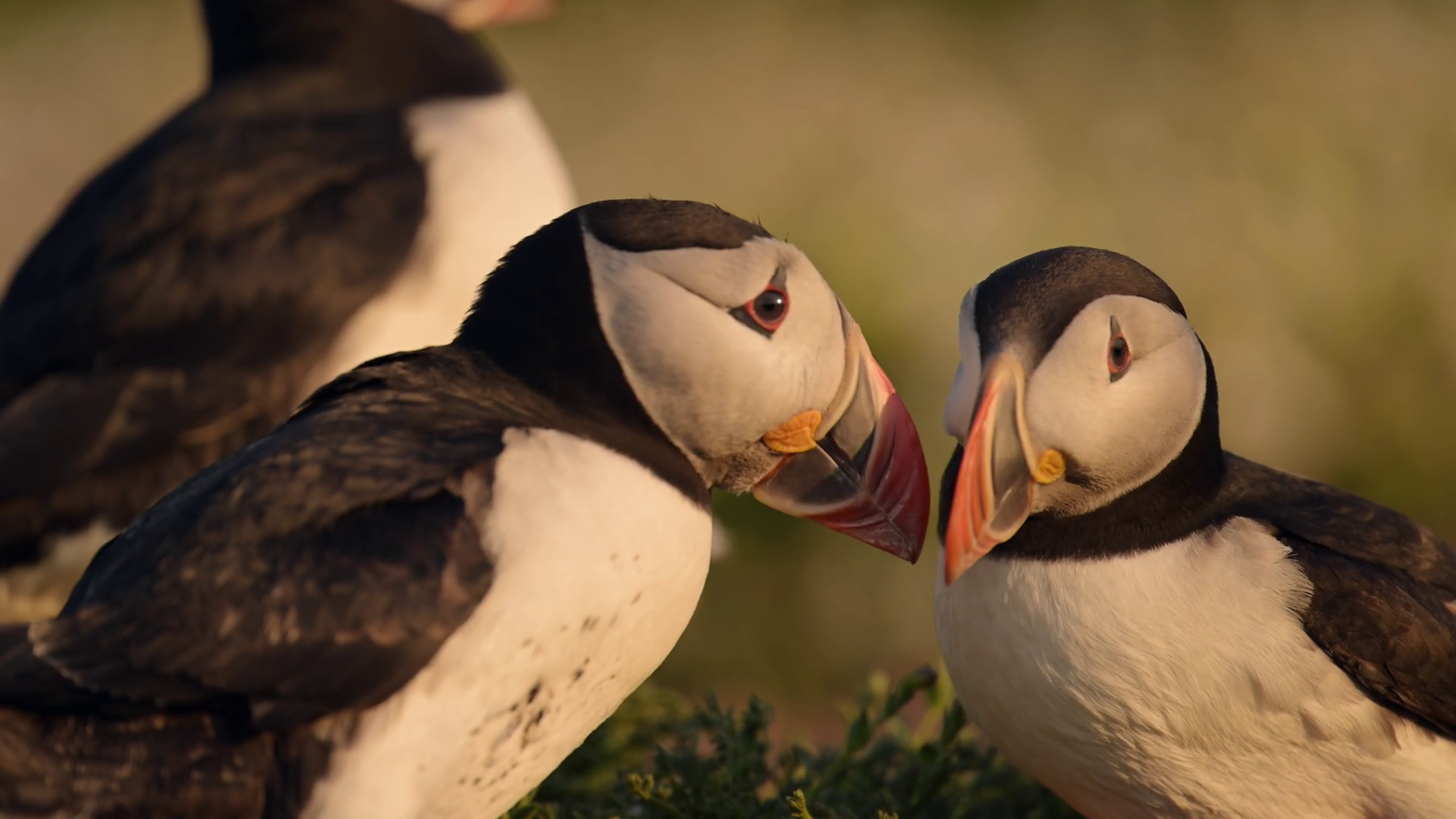 Slow Motion Pair Of Two Puffins Billing In Stock Footage SBV-352924014 ...