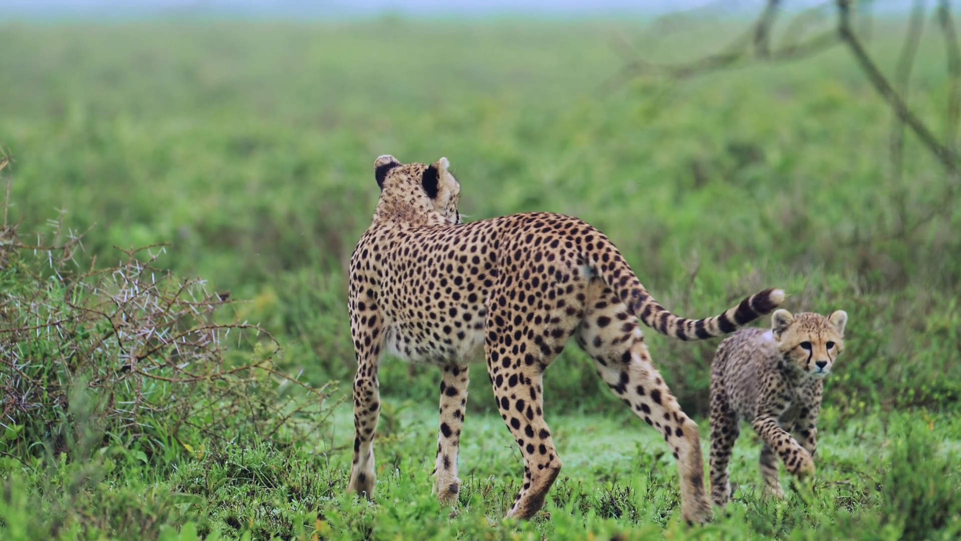 Slow Motion Cheetah Cub Pouncing On Mother Stock Footage SBV-352918658 ...
