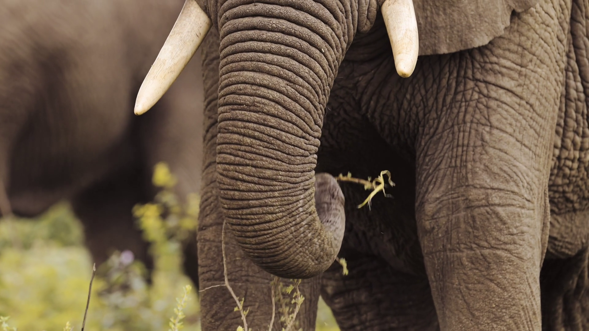African Elephant Trunk Close Up Extreme Stock Footage SBV-352917317 ...