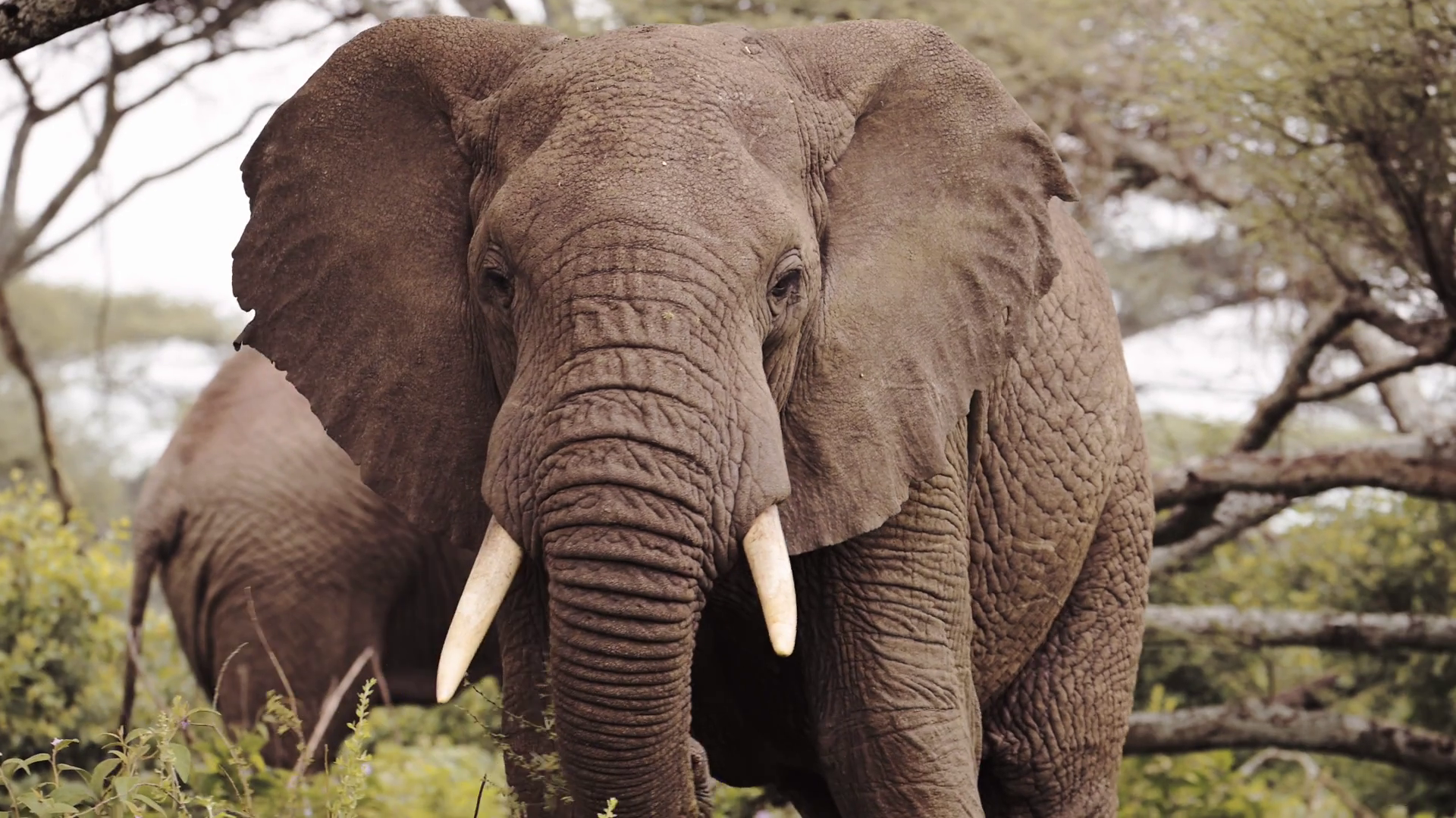 Wildlife in Africa 