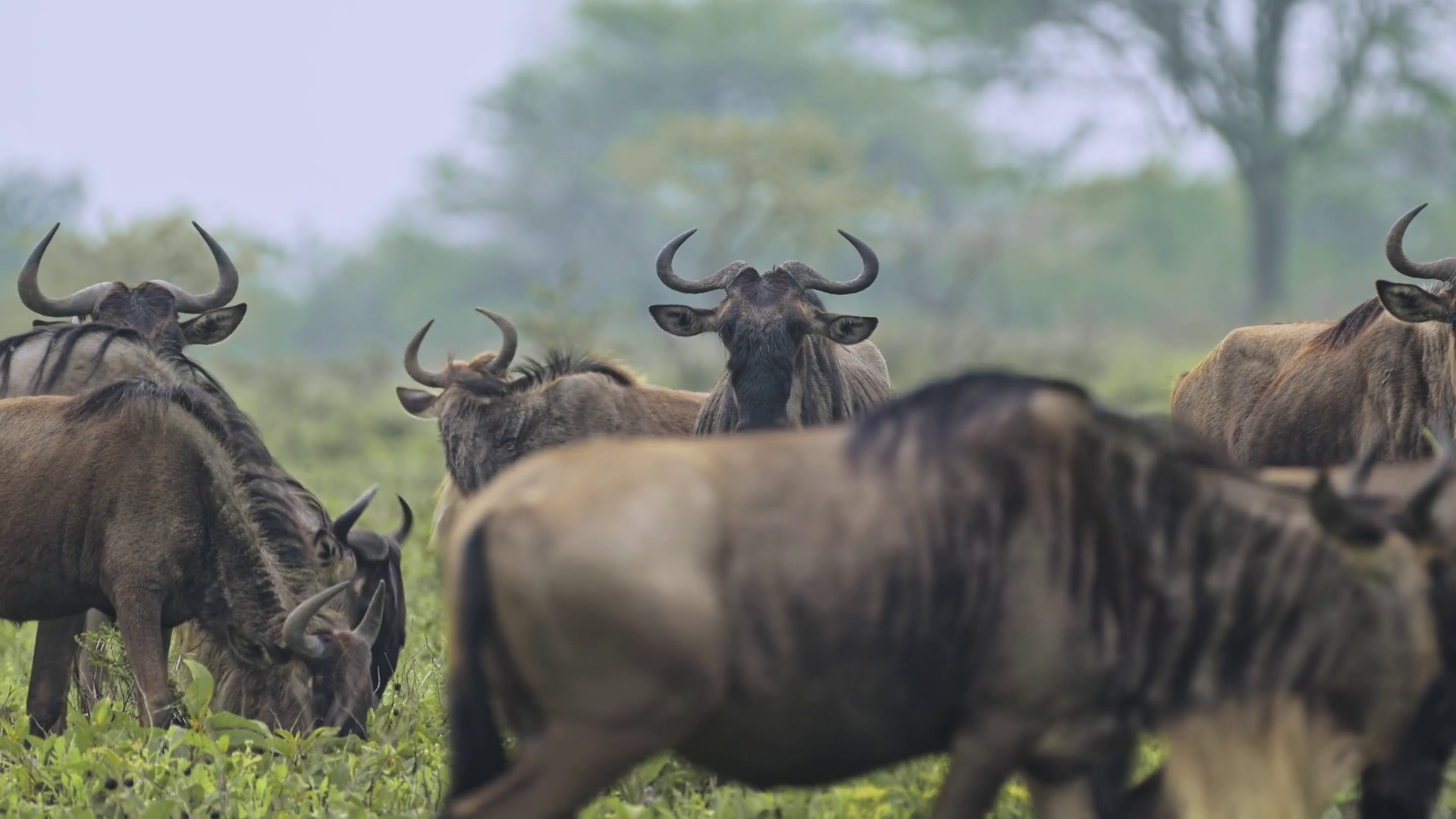 Slow Motion Wildebeest Migration In Stock Footage SBV-352920027 ...