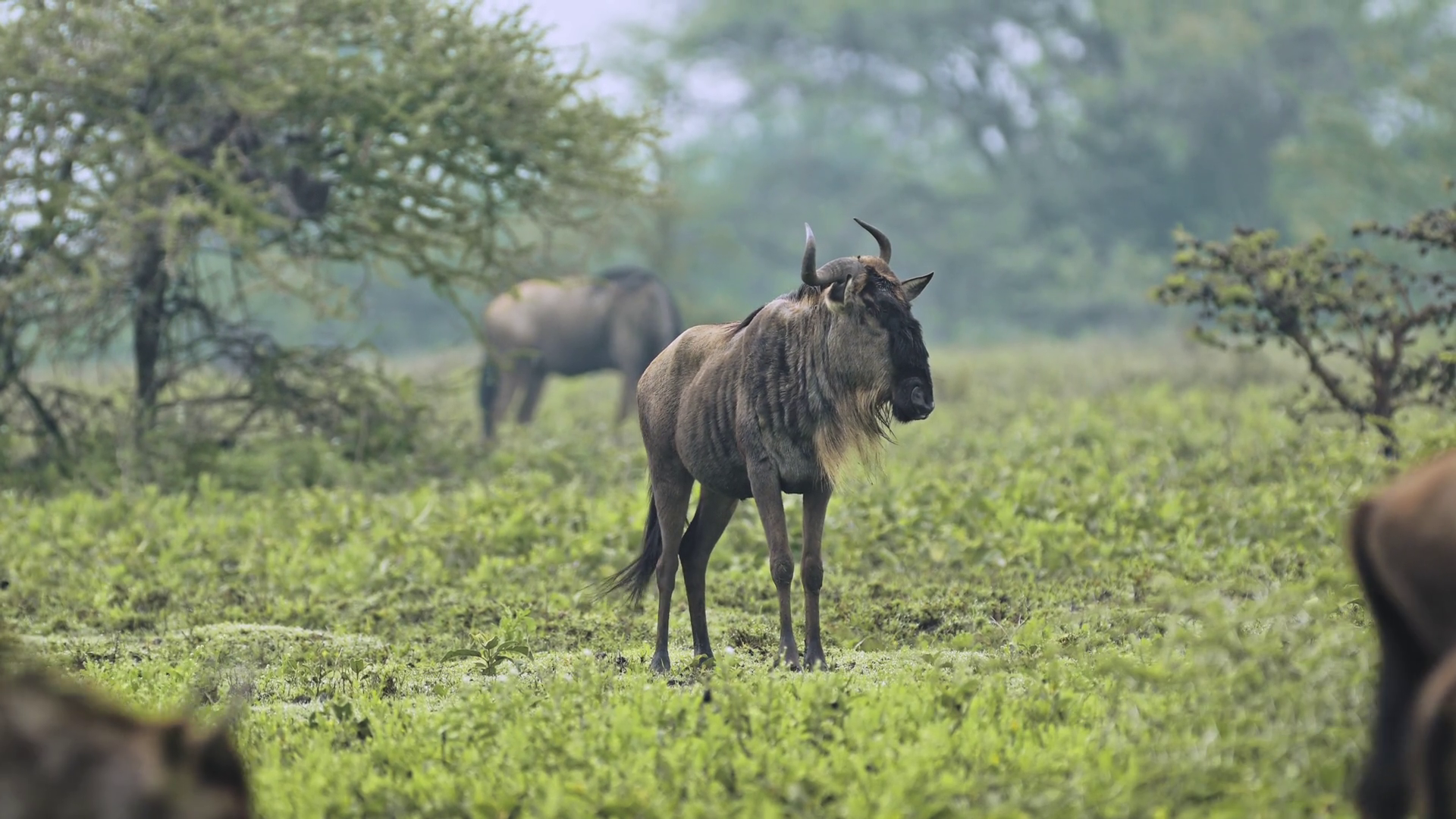 Slow Motion Wildebeest Migration In Stock Footage SBV-352918635 ...